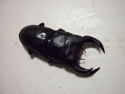 国産オオクワガタ　上阿古谷