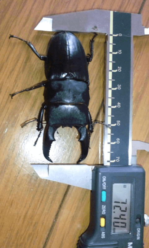 国産ヒラタクワガタ