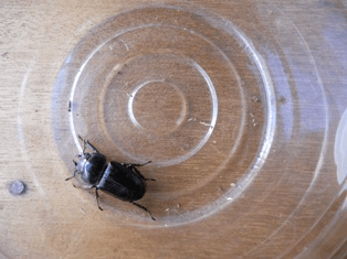 国産オオクワガタ　群馬F4