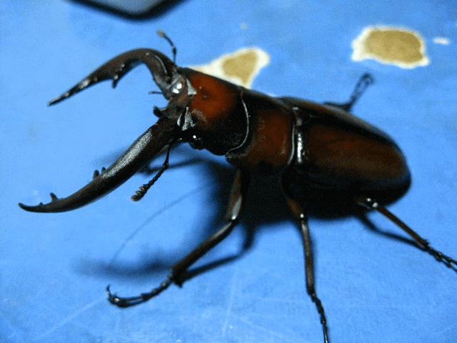 トカラノコギリクワガタ　中之島
