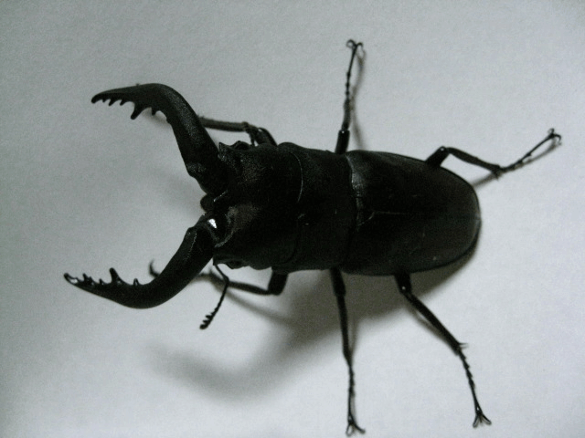 国産ノコギリクワガタ