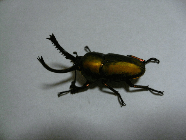 パプアキンイロクワガタ