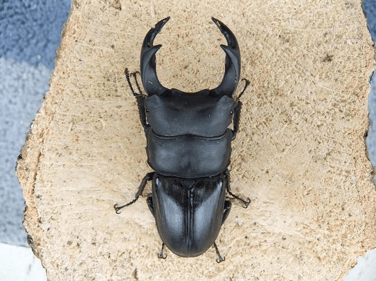 国産オオクワガタ　川西