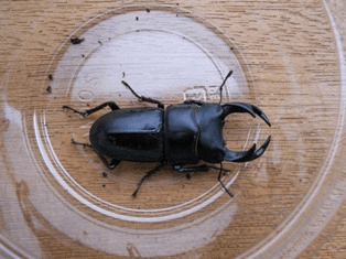 国産オオクワガタ　阿古谷F2