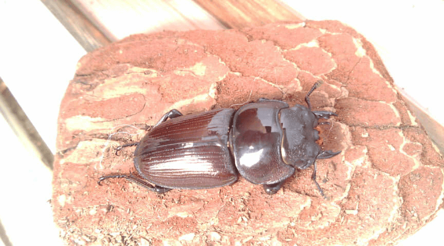 国産オオクワガタ　阿古谷