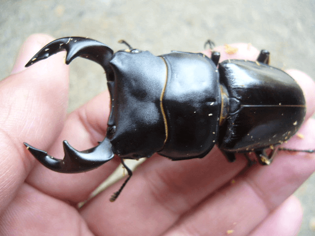 タイワンオオクワガタ