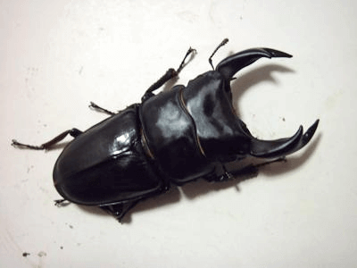 国産オオクワガタ 阿古谷