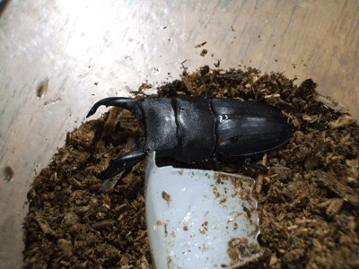 スジブトヒラタクワガタ