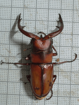 トカラノコギリクワガタ　悪石島