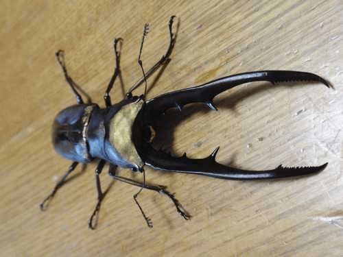 メタリフェルホソアカクワガタ ペレン