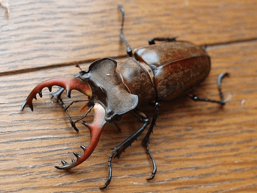 国産ミヤマクワガタ　宮崎市田野町