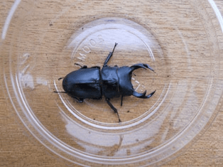 国産オオクワガタ 上阿古谷F3