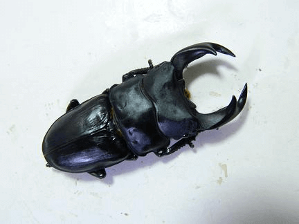 国産オオクワガタ　阿古谷