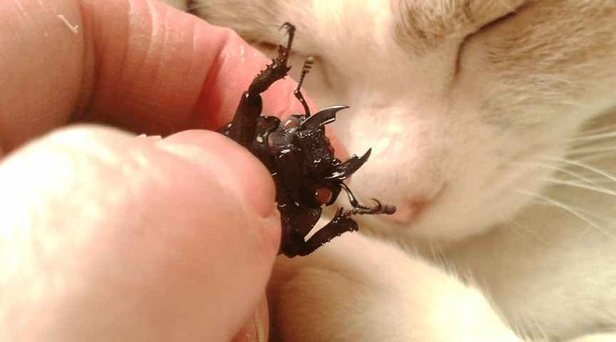 国産オオクワガタ シールド様煌血統