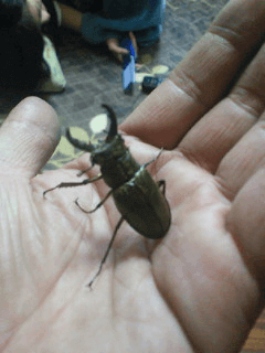 国産ミヤマクワガタ　山梨