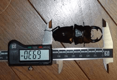 パリーオオクワガタ　原名亜種