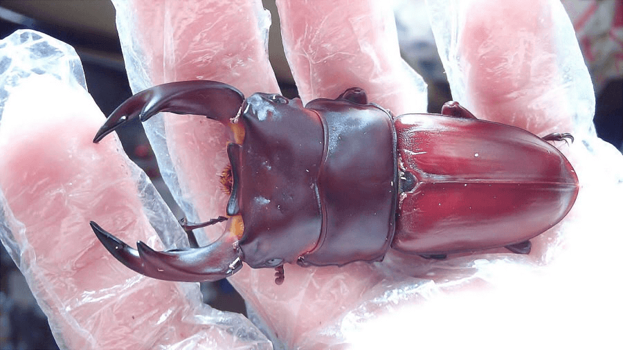 国産オオクワガタ 阿古谷