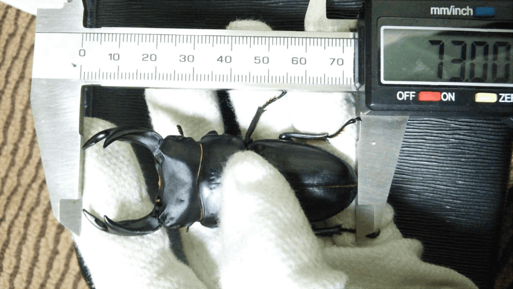 国産オオクワガタ　能勢神山