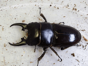 ヒペリオンヒラタクワガタクワガタ