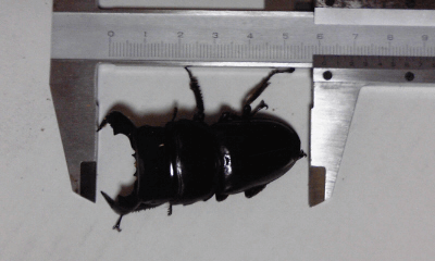 ダイオウヒタラクワガタ