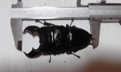 スマトラオオヒラタクワガタ　ジャンピ