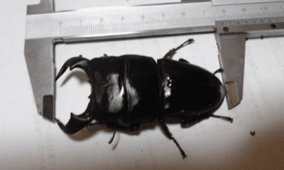 ダイオウヒタラクワガタ