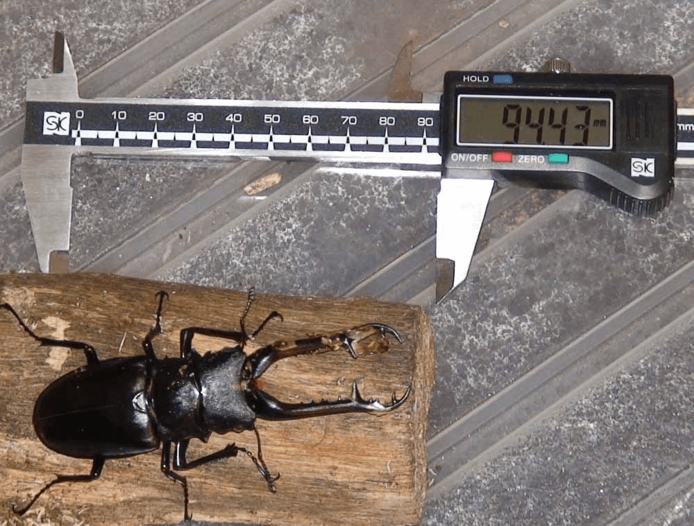 ギラファノコギリクワガタ ロンボク島WDF1