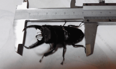 国産ヒタラクワガタ　福岡県筑後