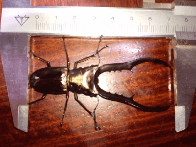 メタリフェルホソアカクワガタ（イソガイ亜種）