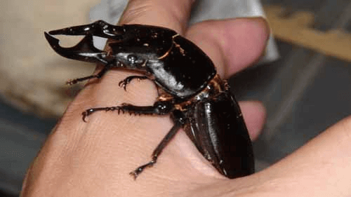 グランディスオオクワガタ　インド・ミゾラム州