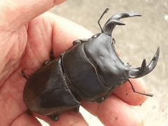 グランディスオオクワガタ　中央ベトナムダナンWF1