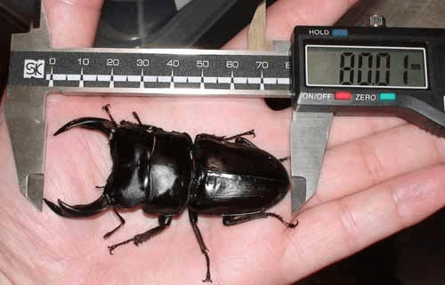 国産オオクワガタ　能勢