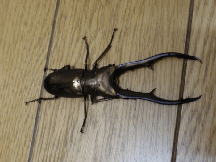 メタリフェルホソアカグワガタ　ペレン