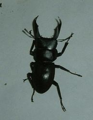 国産コクワガタ