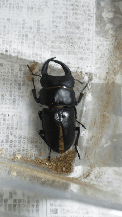 国産オオクワガタ 岡山県