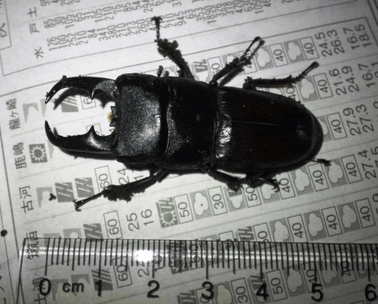 国産ヒラタクワガタ