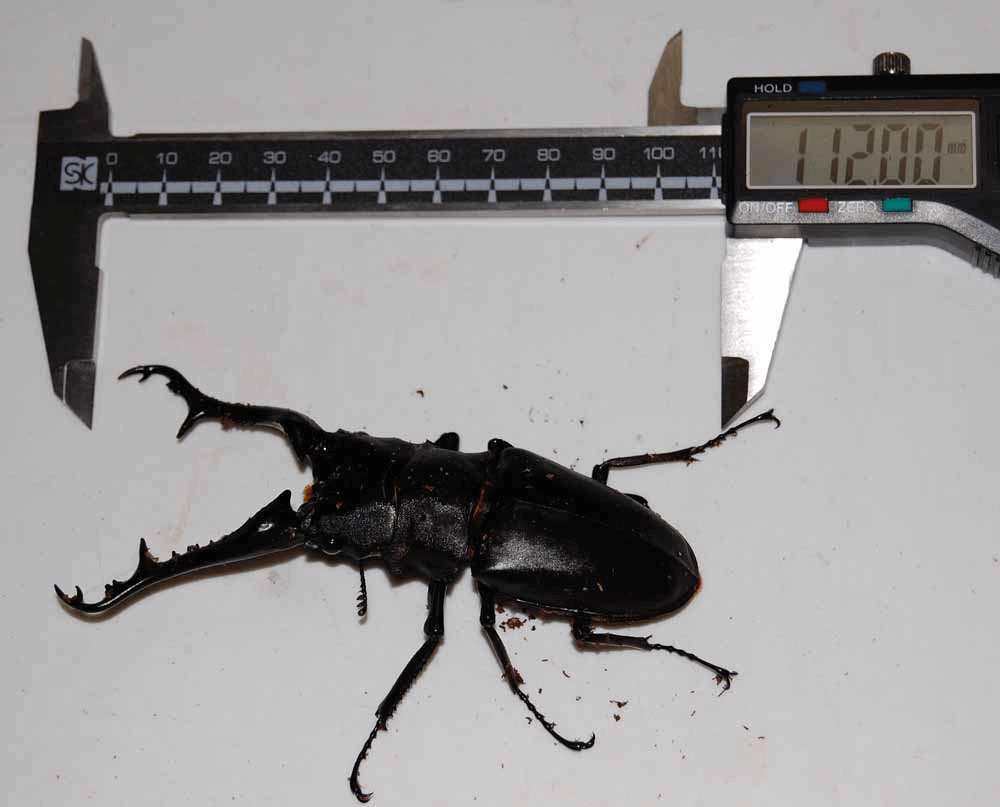 ギラファノコギリクワガタ　ロンボク