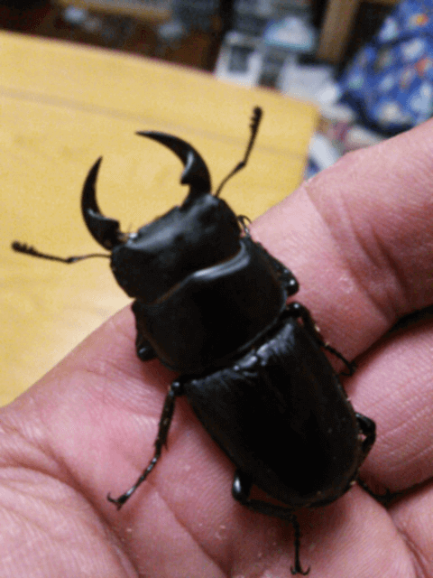 国産オオクワガタ 韮崎