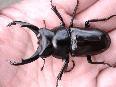 ネプチューンオオカブト