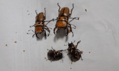 メリーメンガタクワガタ　カメルーン