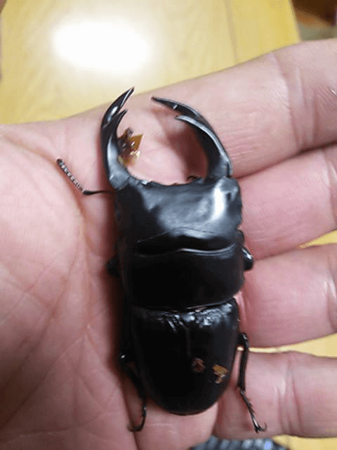 国産オオクワガタ　韮崎