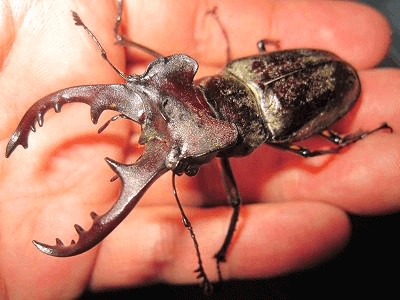 国産ミヤマクワガタ　北海道