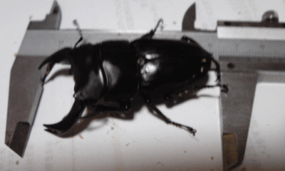 ホペイオオクワガタ　福健省ＣＢ