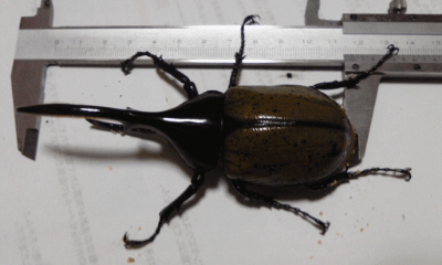 ヘラクレス・ヘラクレス グアドルーブ