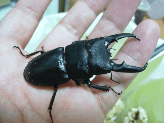 国産ヒラタクワガタ