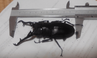 ギラファノコギリクワガタ　フローレス