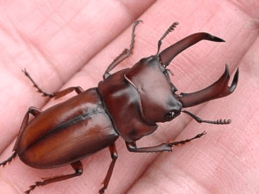 エレガントゥルスコクワガタ