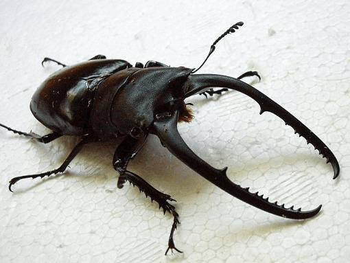 コンフキウスノコギリクワガタ