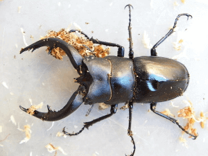 アマミノコギリクワガタ