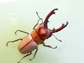 オキピタリスノコギリクワガタ